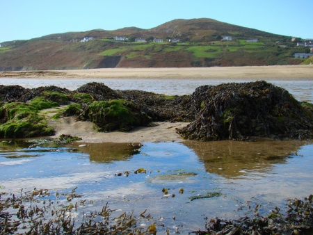 seaweed-on-beach-s1.jpg