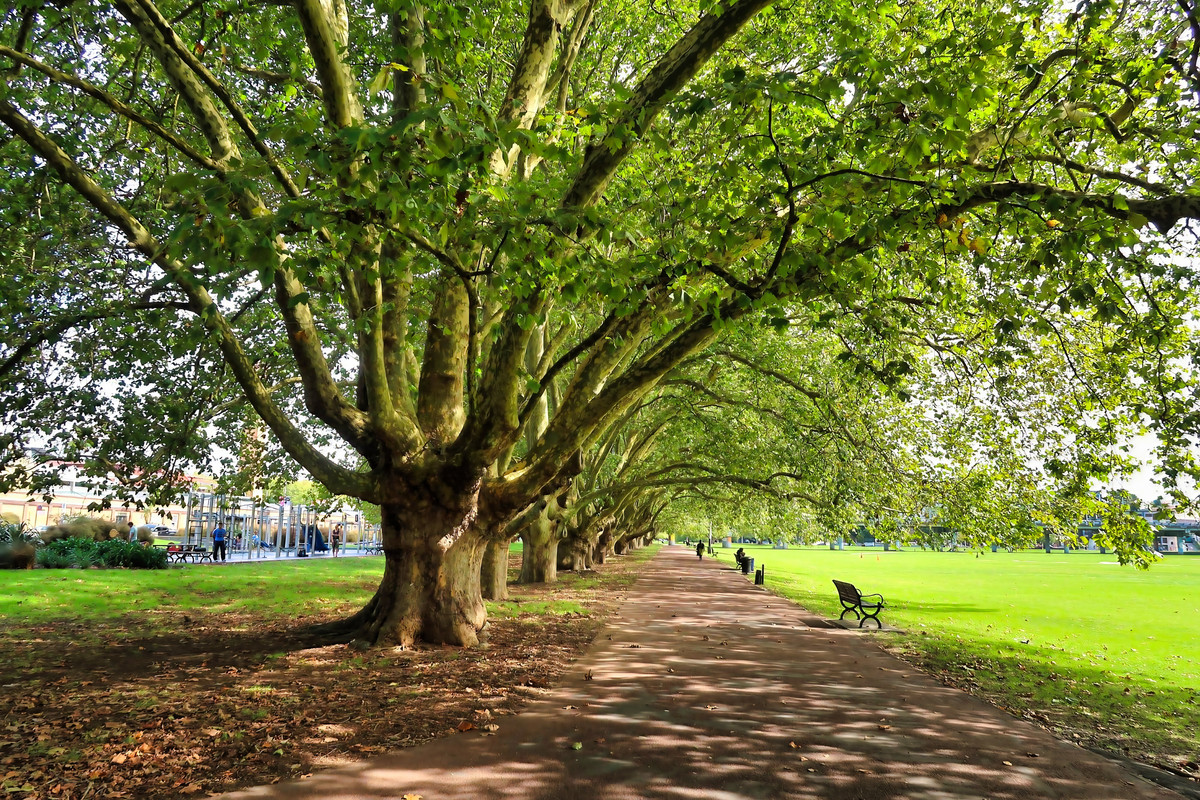 beautiful-old-trees-line-upscale.jpg