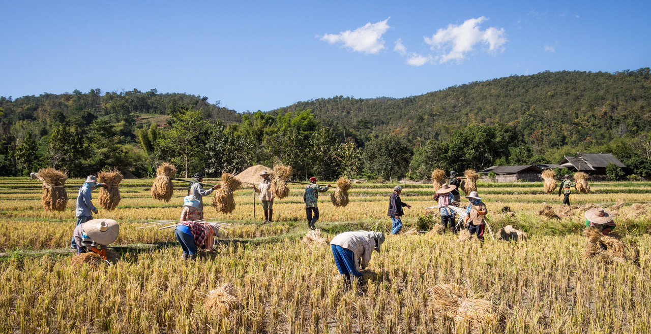 Rice-farmers-Mae-Wang-Chiang-Mai-Province.jpg