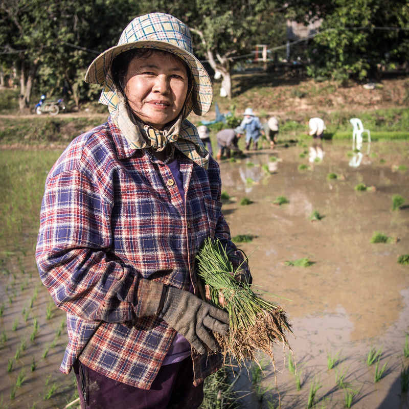 2014-Rice-planting-Mae-Chan-district-2.jpg